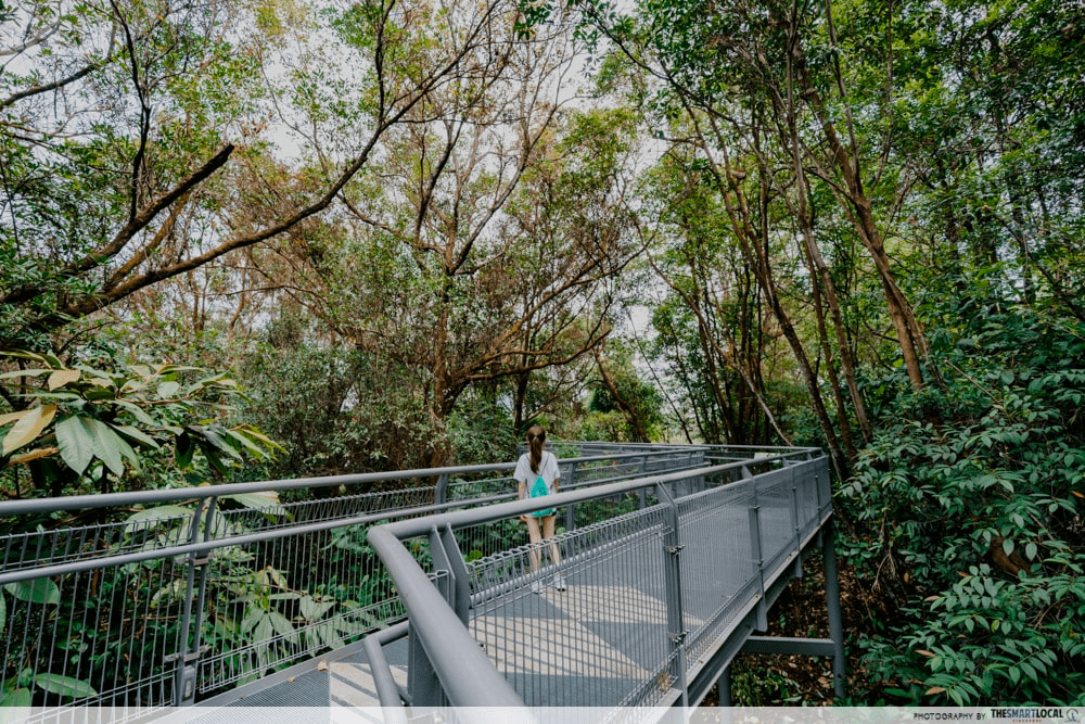 instagrammable things to do singapore - forest walk