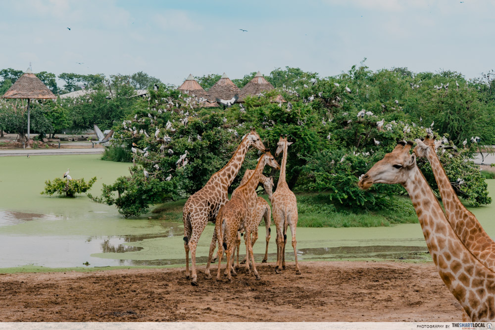 things to do bangkok giraffes