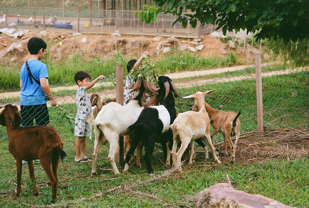 Talula Hill Farm Resort animal feeding