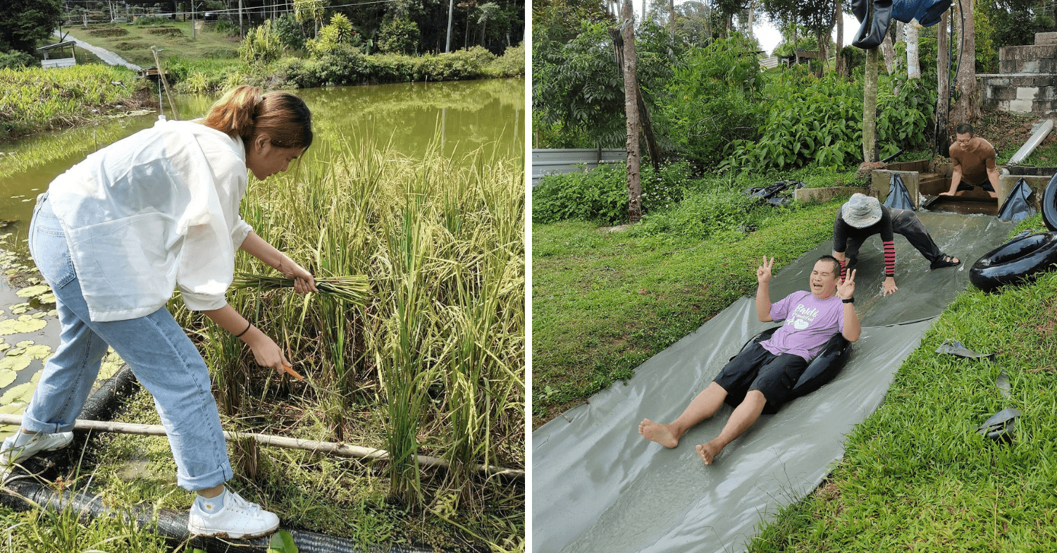 Relaxing resorts in Johor - Koref Desaru Leisure Farm harvesting veges and rice