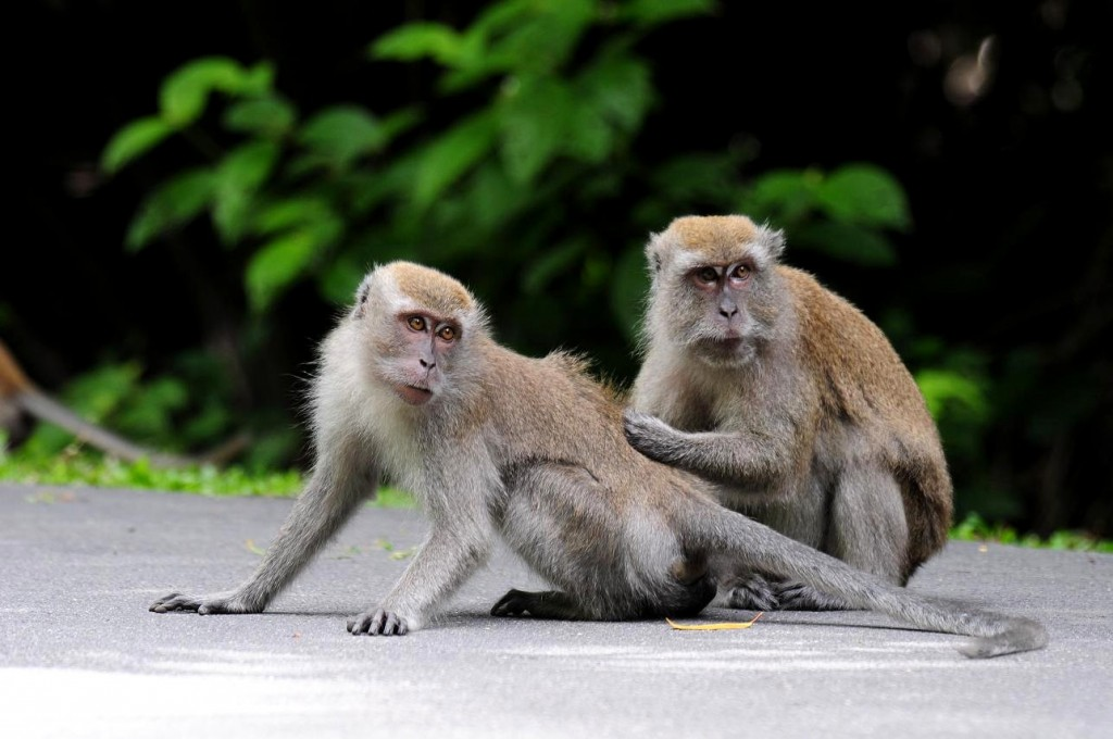 singapore animals zodiac - macaque 