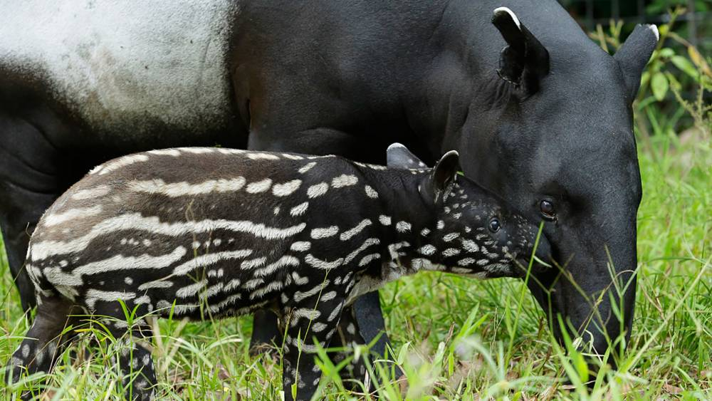 singapore animals zodiac - tapir
