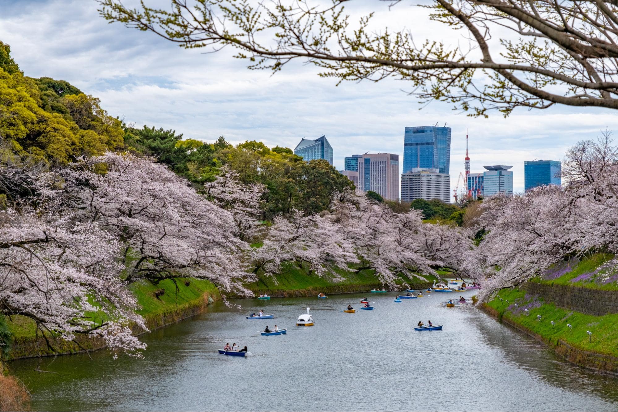 Cherry Blossoms in Japan - Chidorigafuchi Moat