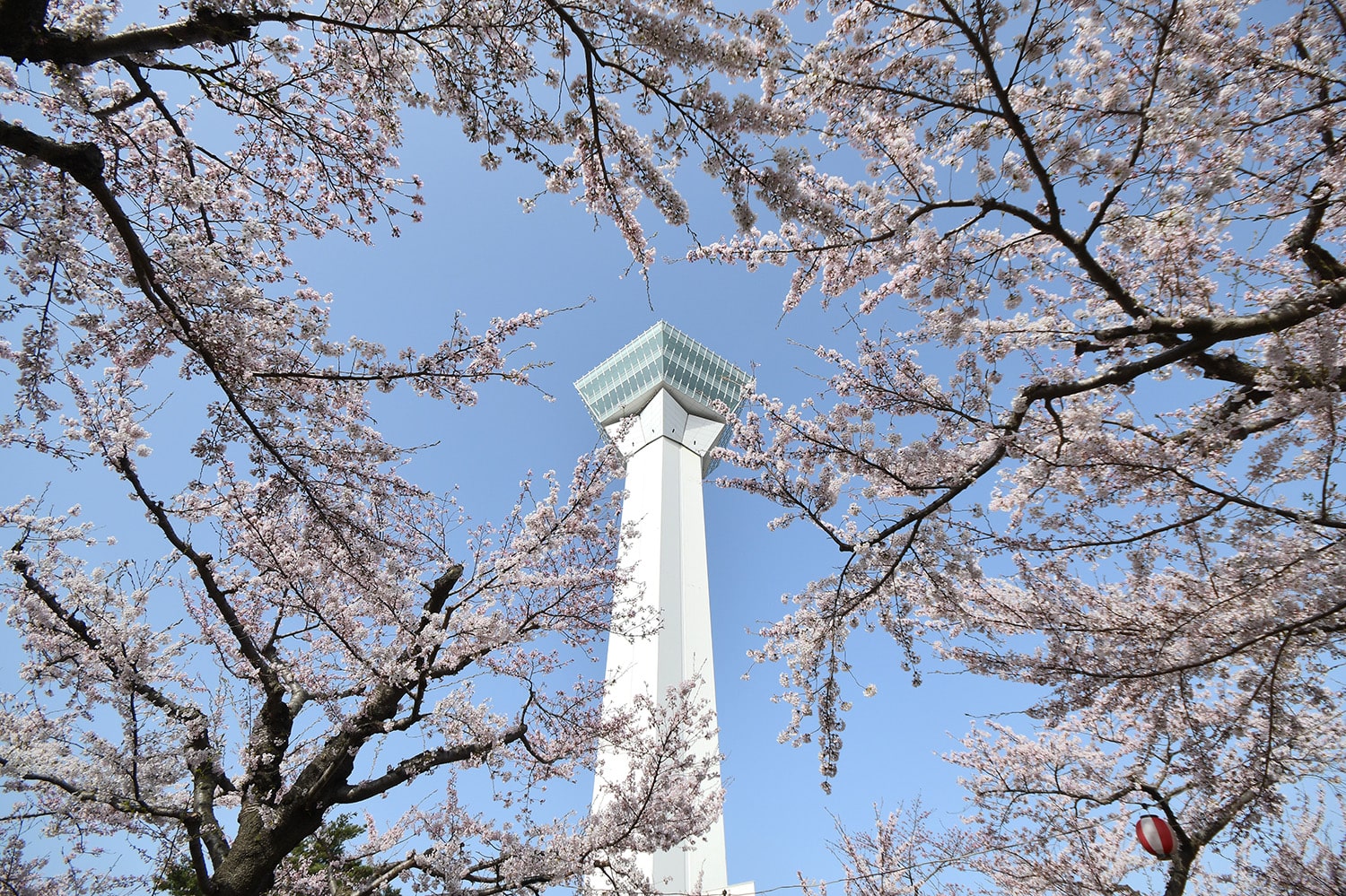 Cherry Blossoms in Japan - Goryokaku Tower