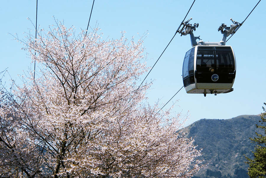 Cherry Blossoms in Japan - Hakone Ropeway