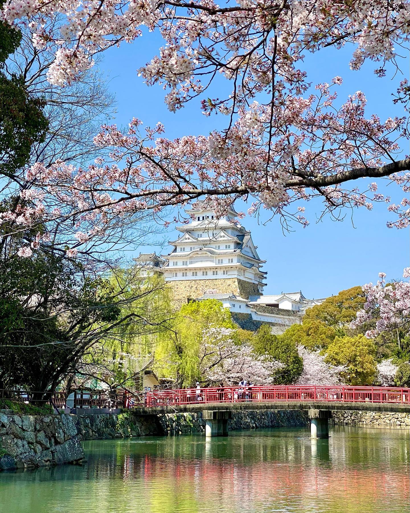 Cherry Blossoms in Japan - Himeji Castle