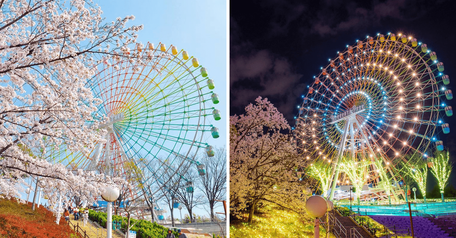 Cherry Blossoms in Japan - Hirakata Park