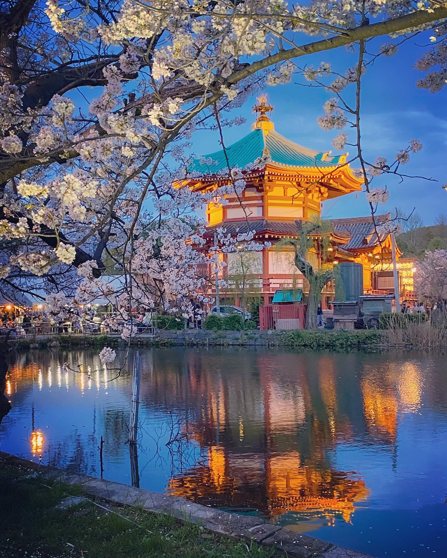 Cherry Blossoms in Japan - Kaneji Temple