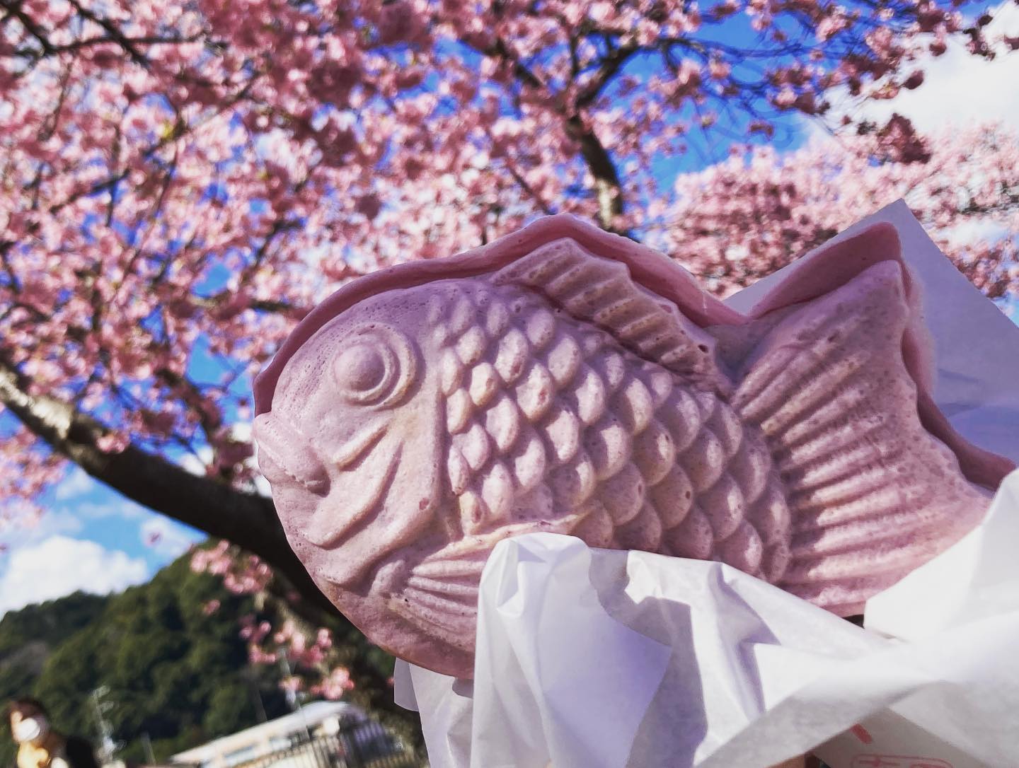 Cherry Blossoms in Japan - Kawazu Cherry Blossom Festival