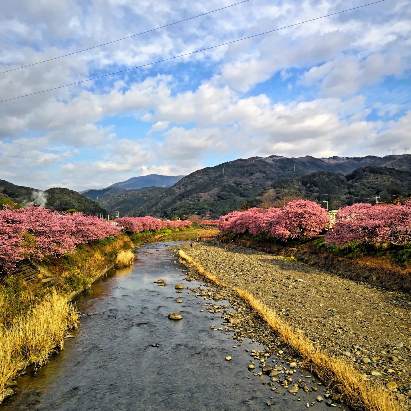 Cherry Blossoms in Japan - Kawazu River