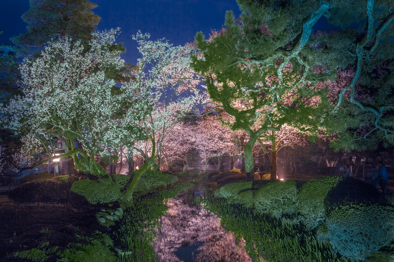 Cherry Blossoms in Japan - Kenrokuen Garden Kanazawa