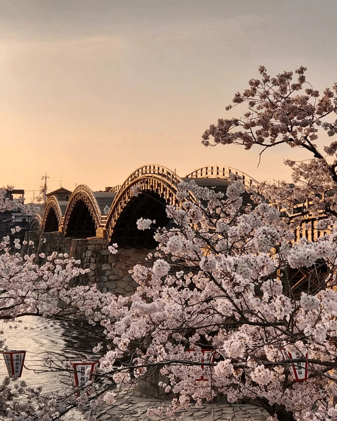 Cherry Blossoms in Japan - Kintaikyo Bridge Hiroshima