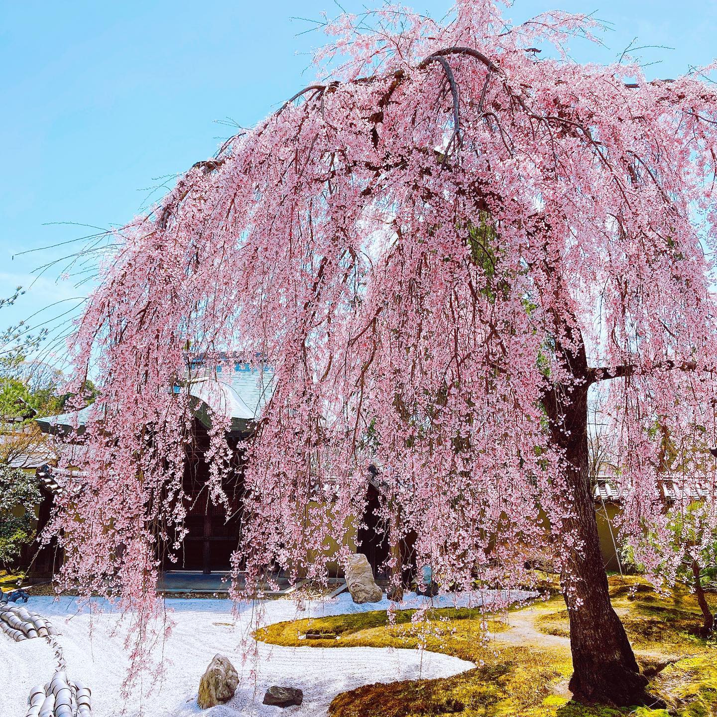 Cherry Blossoms in Japan - Maruyama Park weeping tree