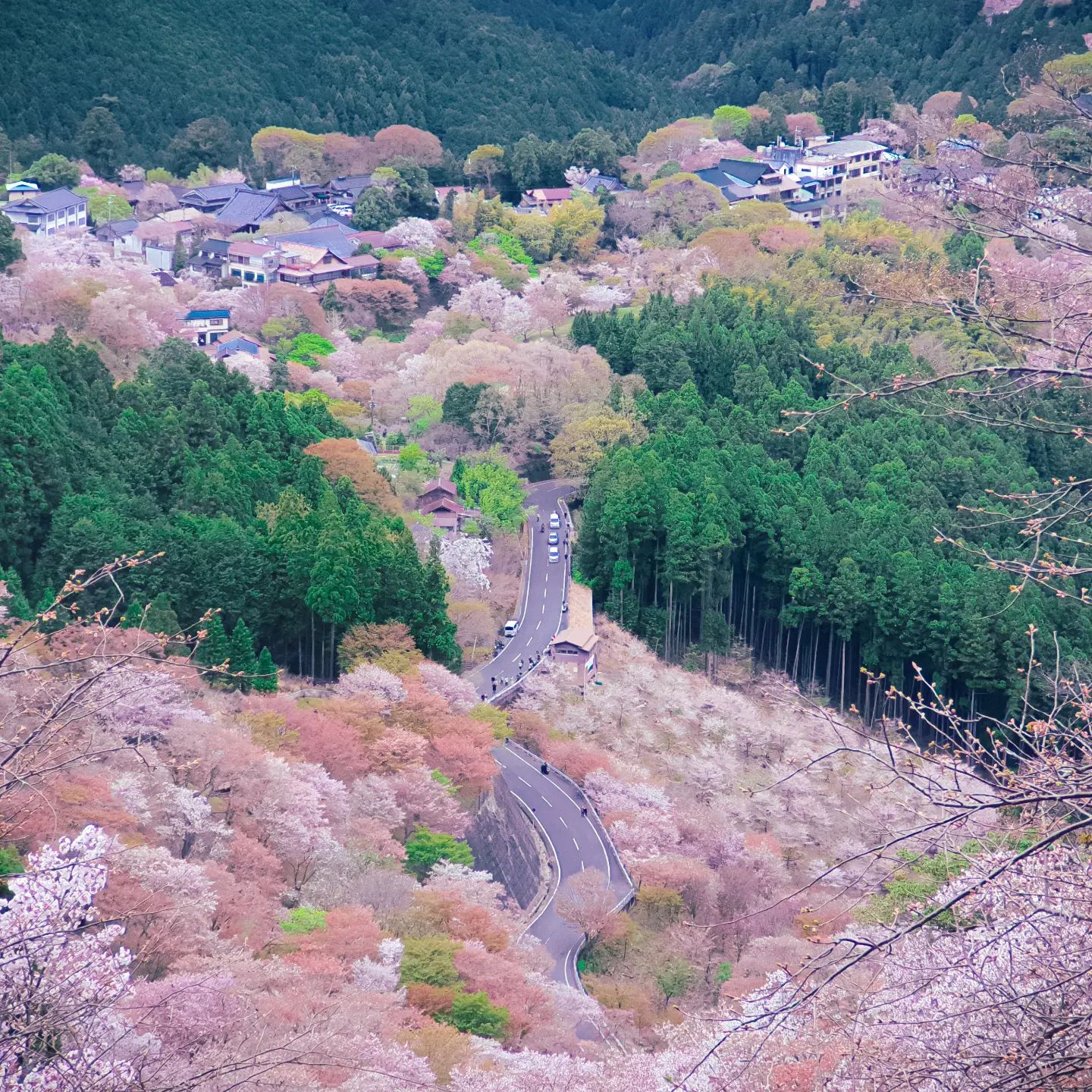 Cherry Blossoms in Japan - Mount Yoshino