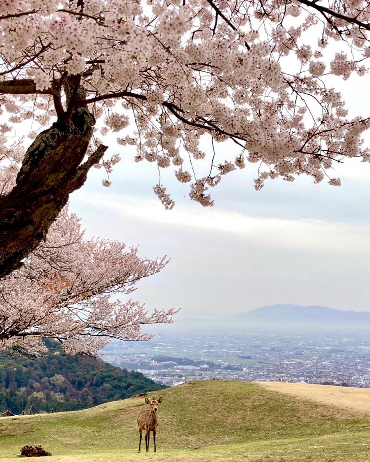 Cherry Blossoms in Japan - Nara Park