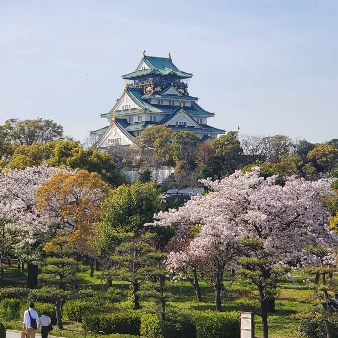 Cherry Blossoms in Japan - Osaka Castle Park