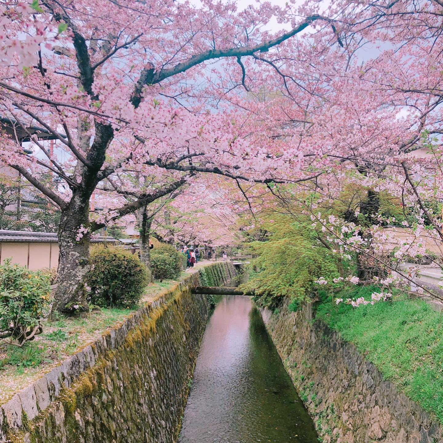 Cherry Blossoms in Japan - Philosopher's Path