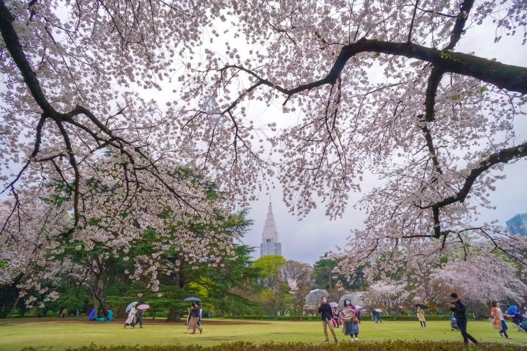 Cherry Blossoms in Japan - Shinjuku Gyoen National Garden