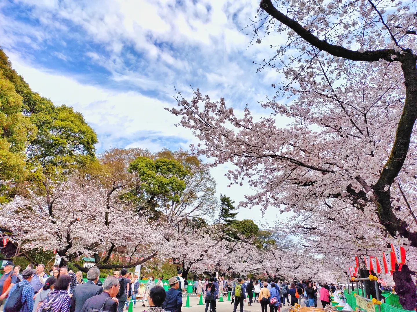 Cherry Blossoms in Japan - Ueno Park cherry blossom festival