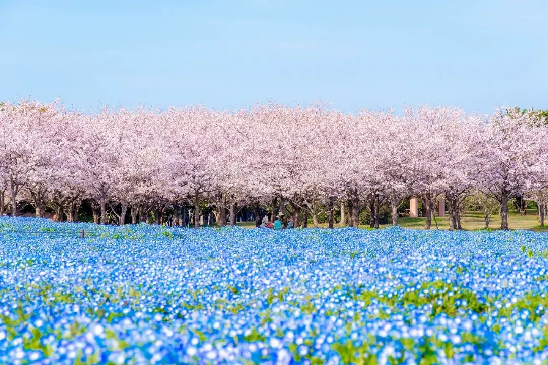 Cherry Blossoms in Japan - Uminonakamichi Seaside Park