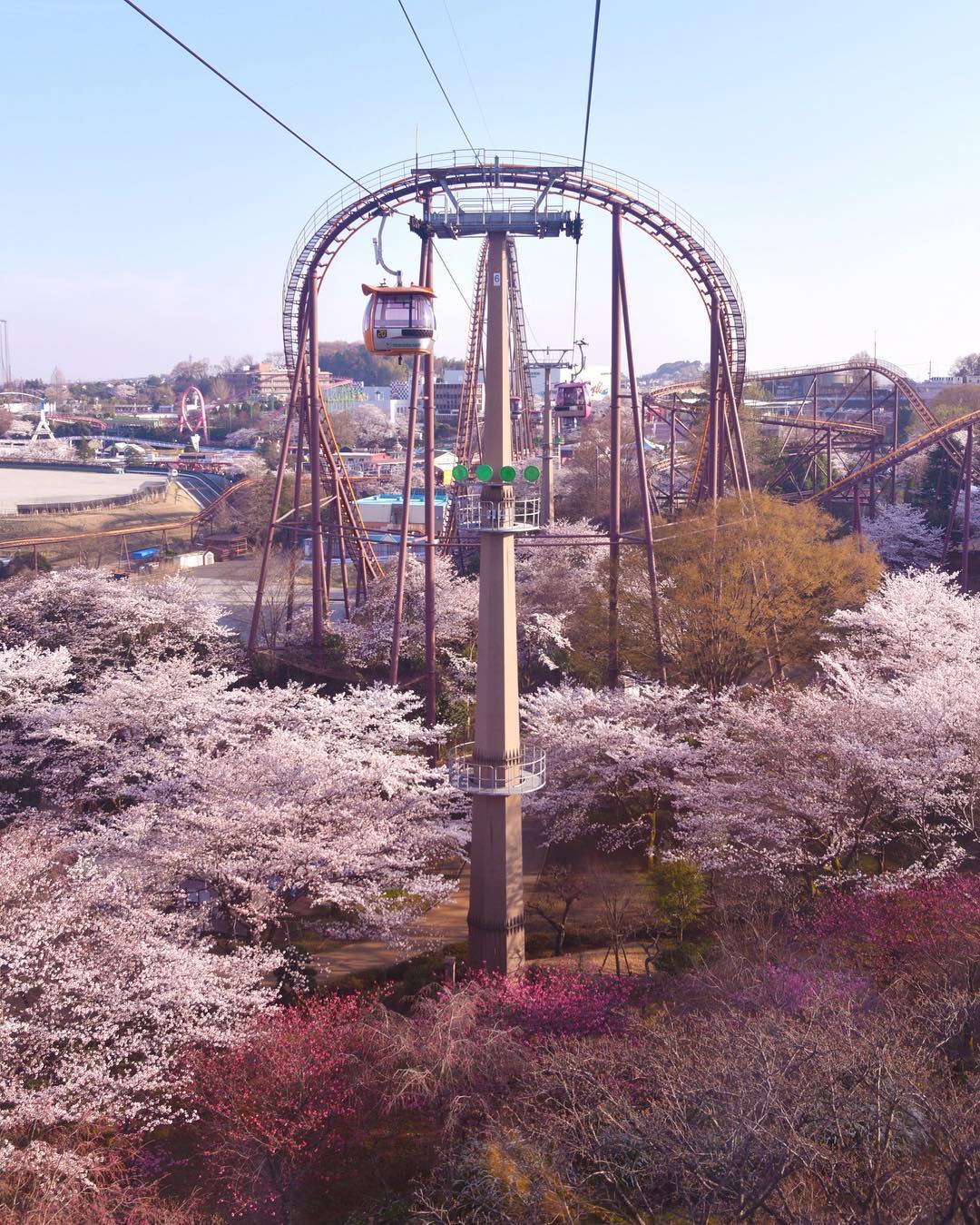Cherry Blossoms in Japan - Yomiuri Land