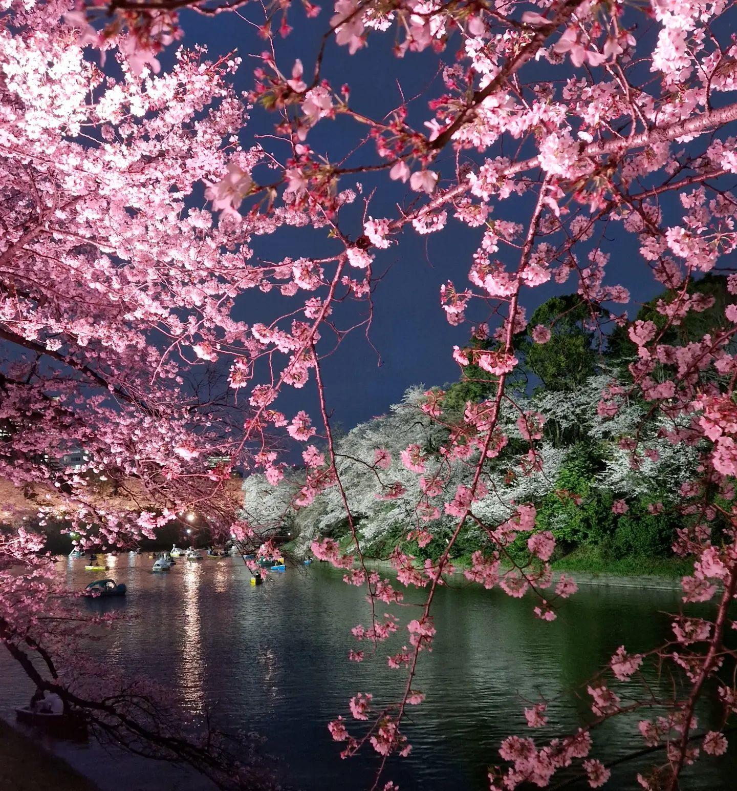 Cherry Blossoms in Japan - illuminated trees