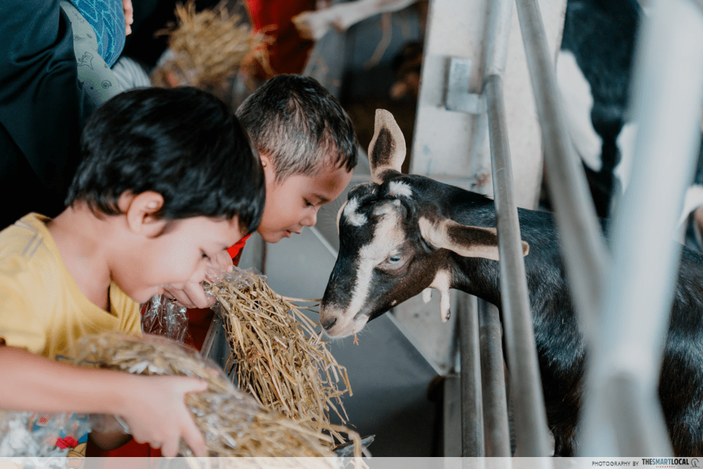 Hay Dairies Goat Feeding