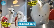 There’s A New Alpaca Petting Cafe In JB With No Entrance Fees & Cute Desserts For Animal Lovers