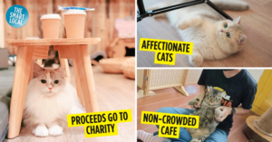 cat cafes singapore - cover image