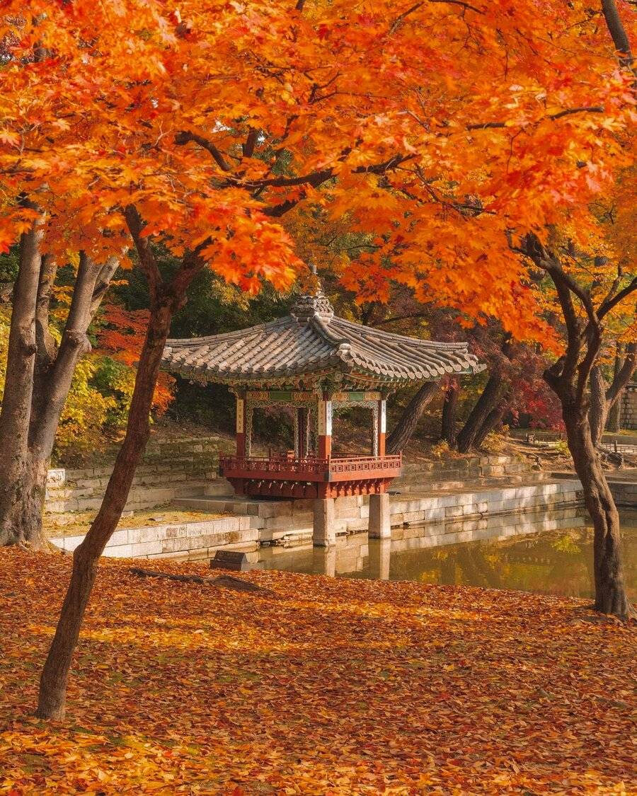 cheap flights singapore to korea - autumn foliage