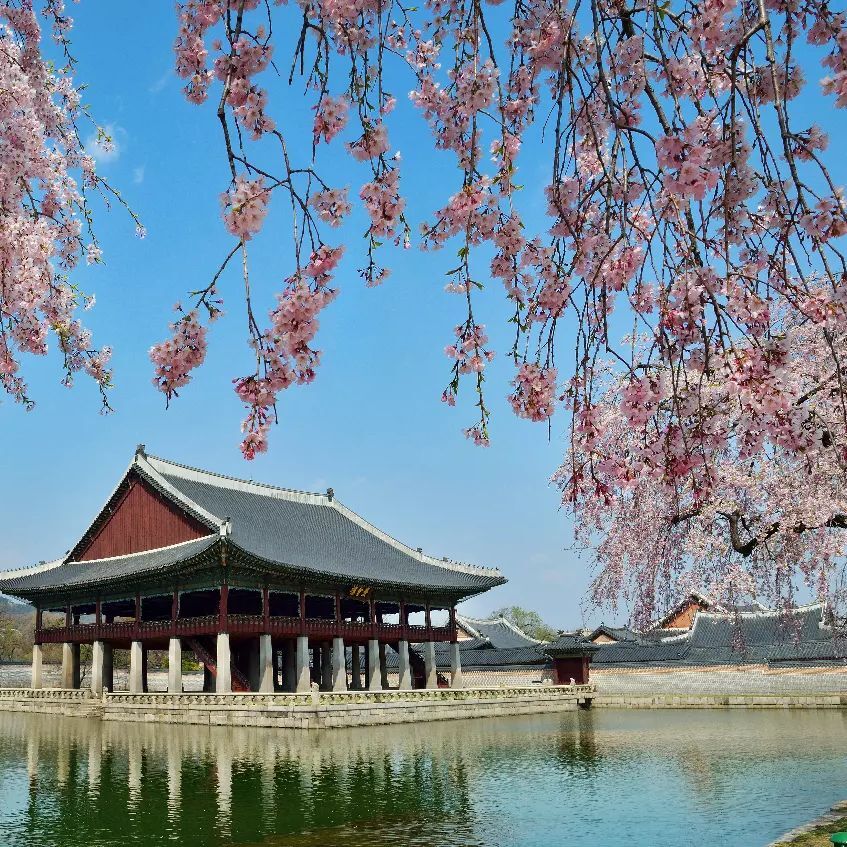 cheap flights singapore to korea - cherry blossoms gyeongbokgung