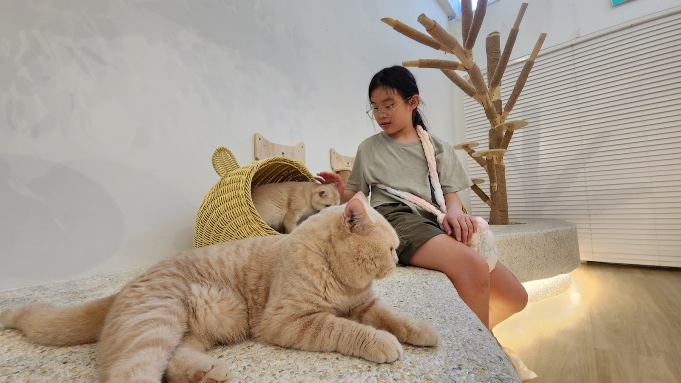 gem cat cafe - interior with cats