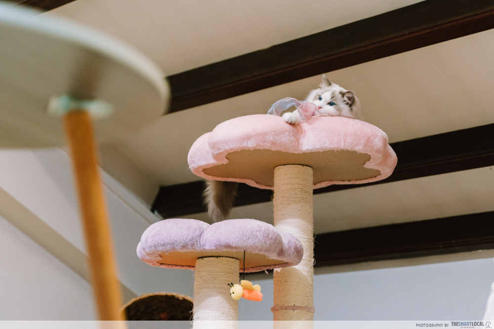 hdb cat tips - cat towers and condos