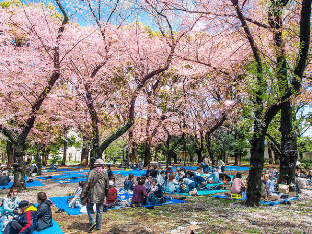 8 Best Things To Do In Tokyo During Cherry Blossom Season