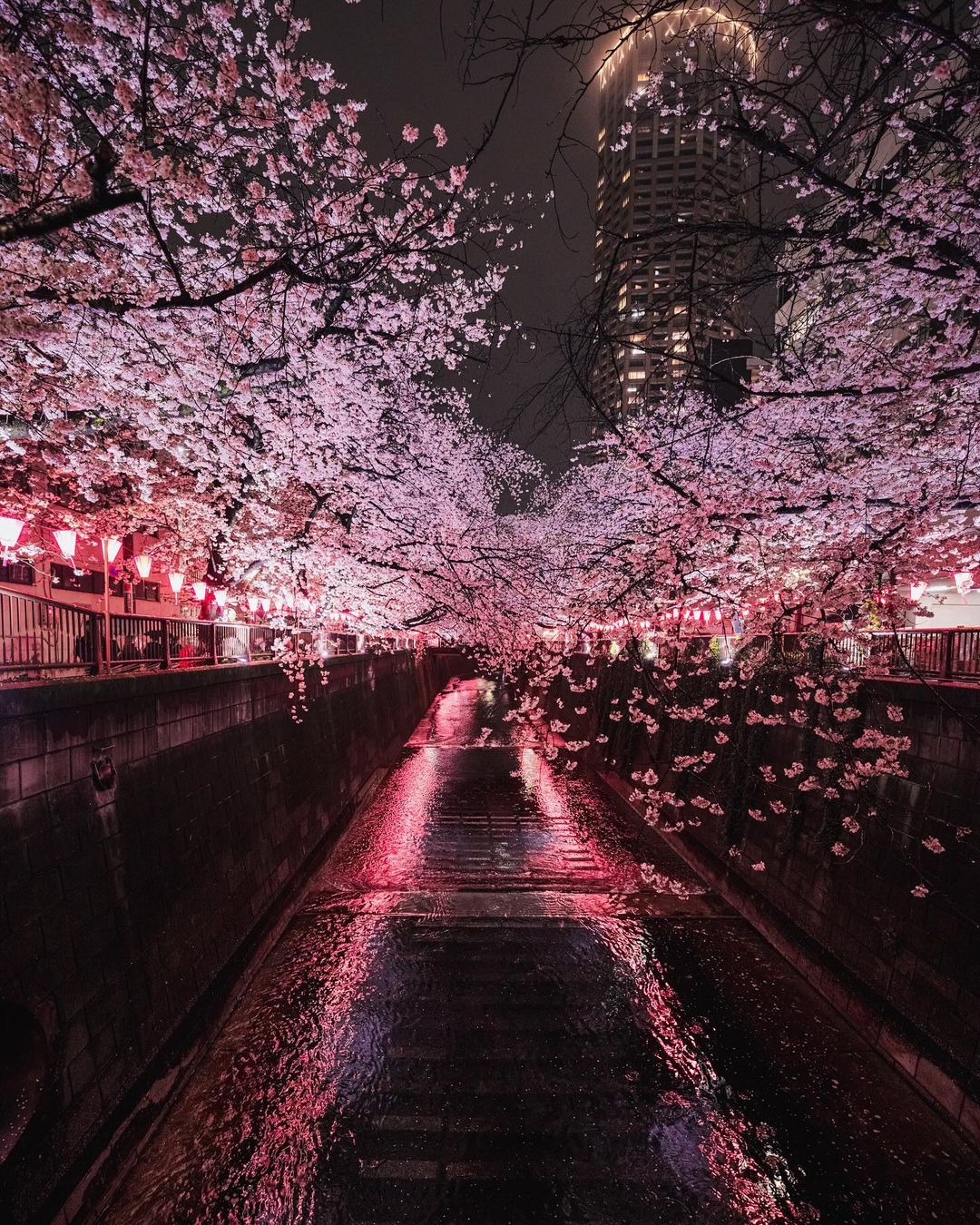 Best time to visit Japan - cherry blossom season