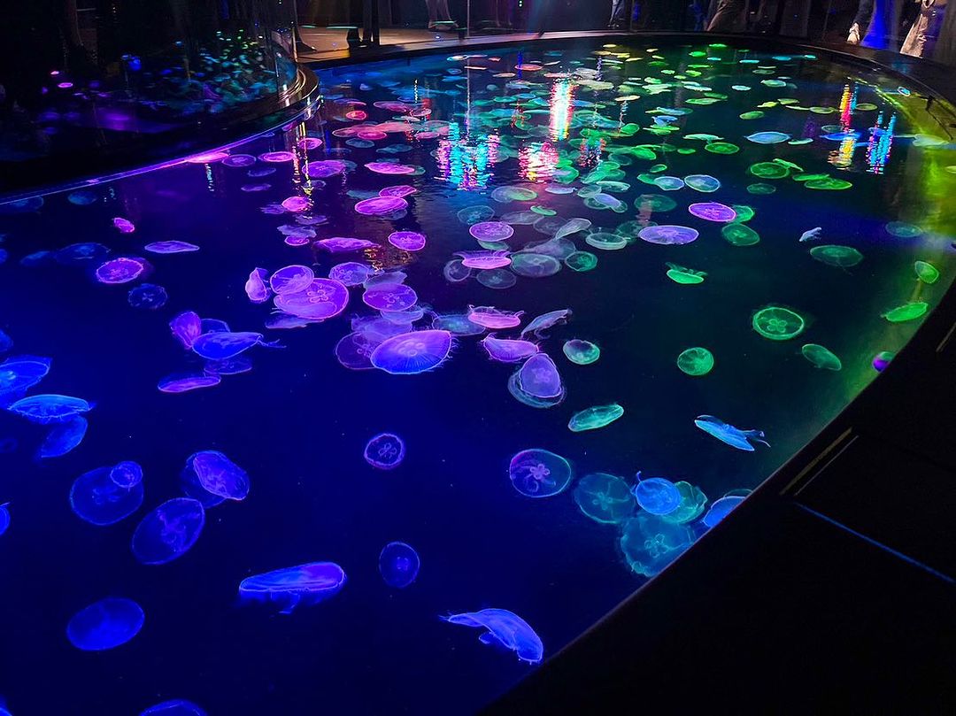 Jellyfish Tank In Sumida Aquarium