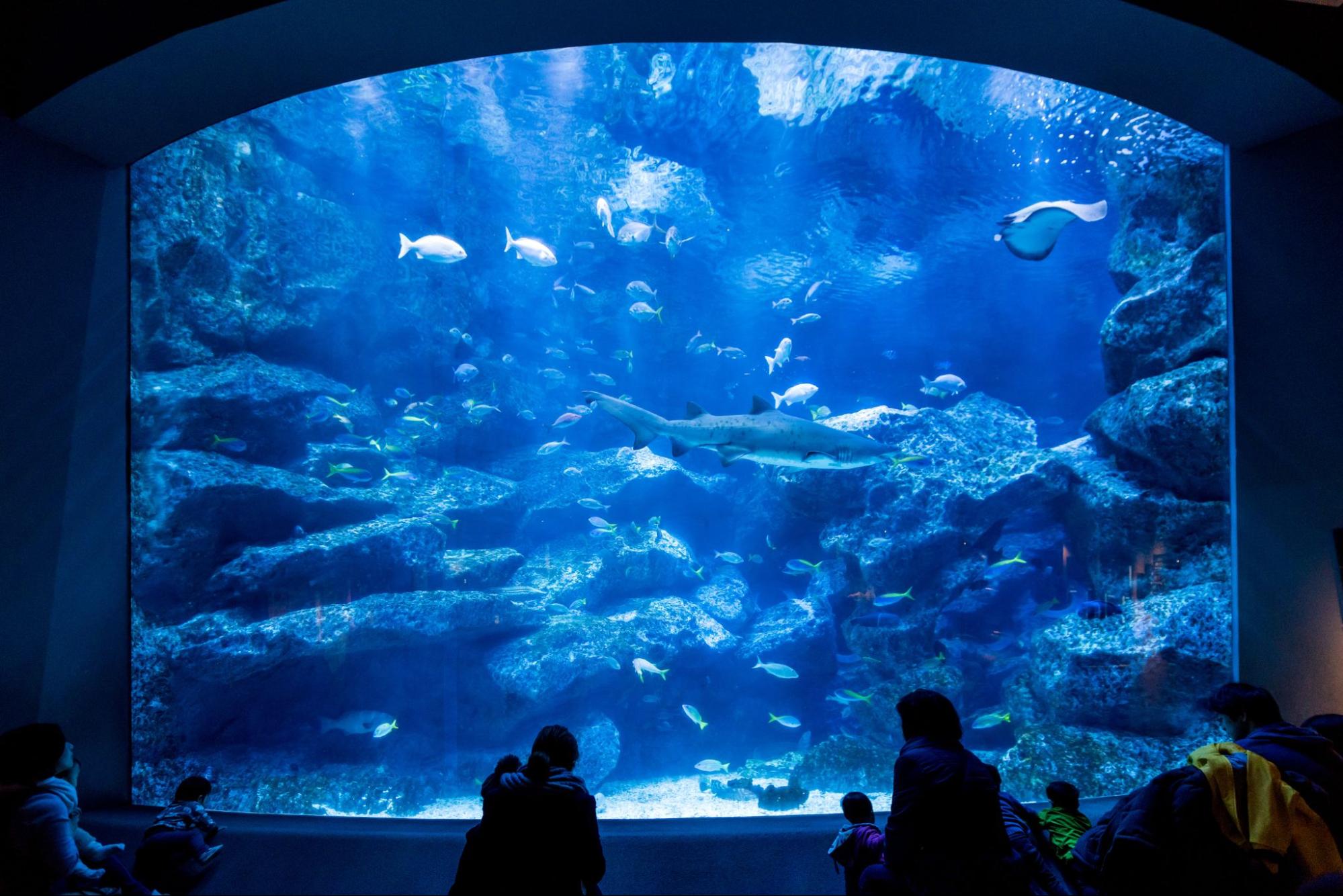 Sumida Aquarium - Things To Do In Asakusa