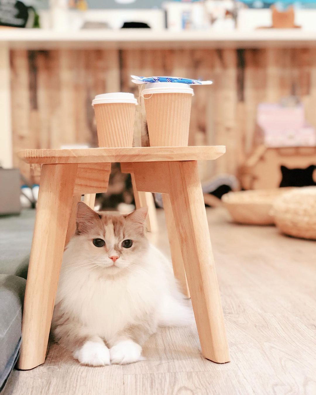 cat cafes singapore - Meomi Cat Cafe ragdoll