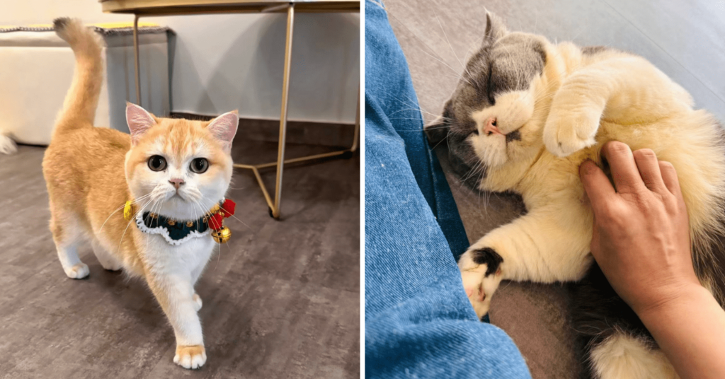11 Cat Cafes In Singapore From $9/Hour For A Purrfect Day [2024]
