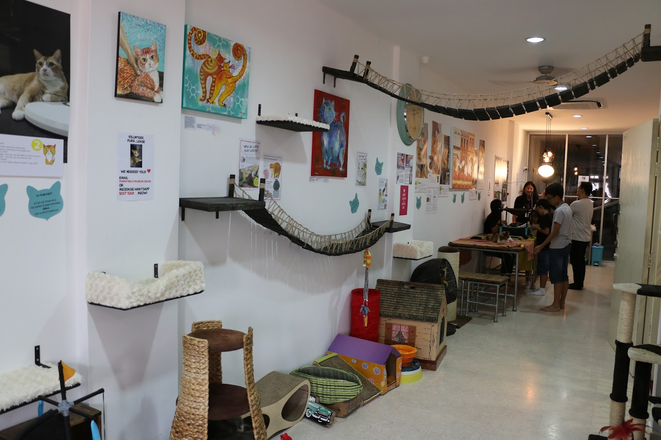 cat cafes singapore - The Cat Museum & Academy