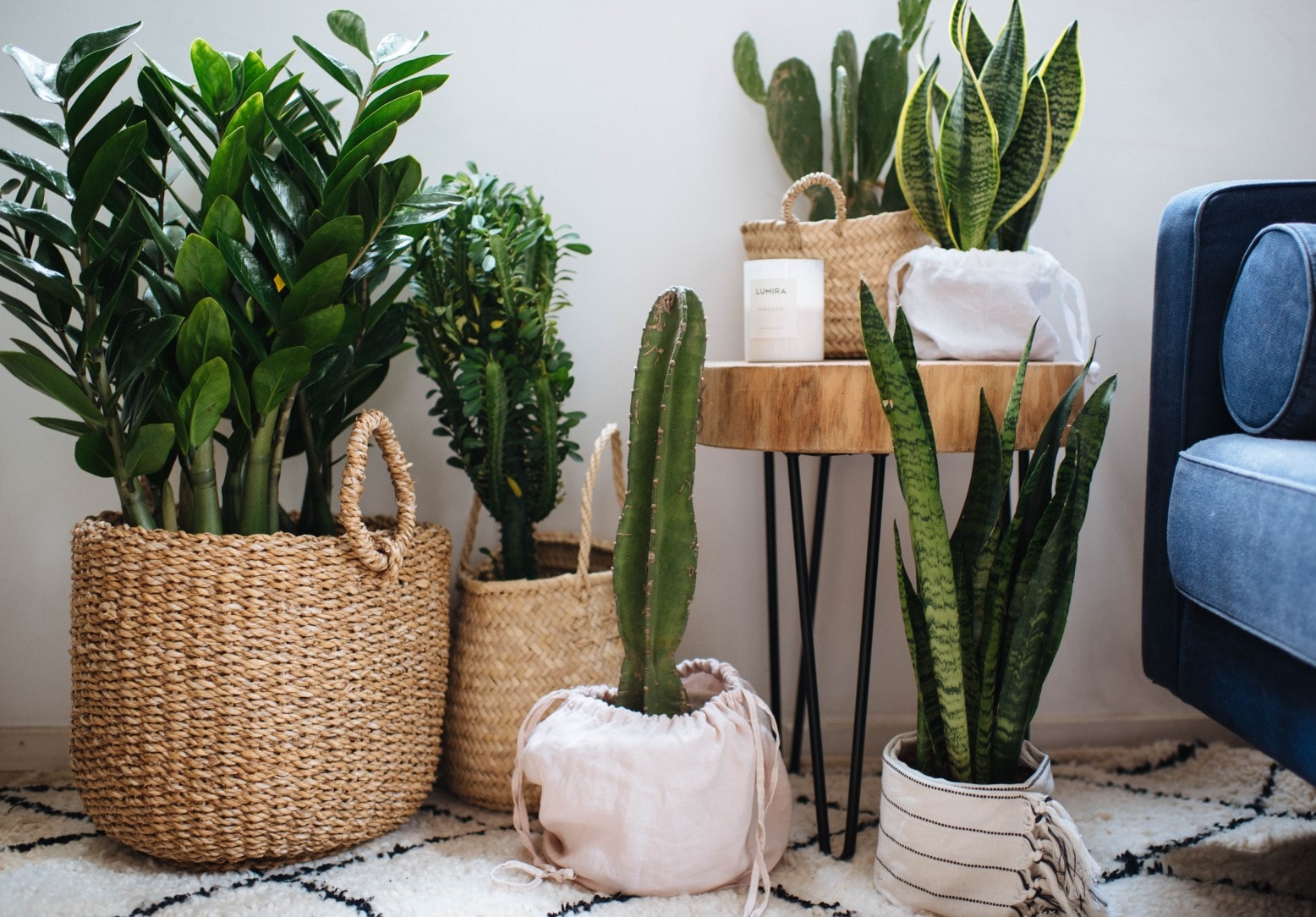 hdb cleaning tips - clean indoor plants