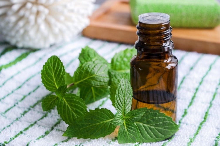 hdb cleaning tips - peppermint oil for spiders