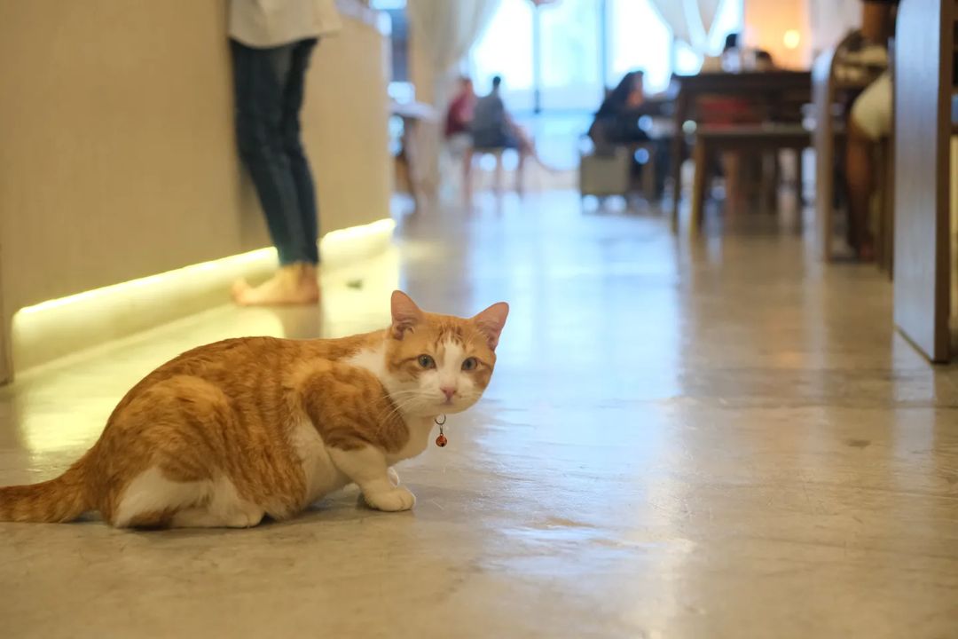TwentyFour Cafe - A free-to-enter cat cafe in Johor Bahru - ginger cat
