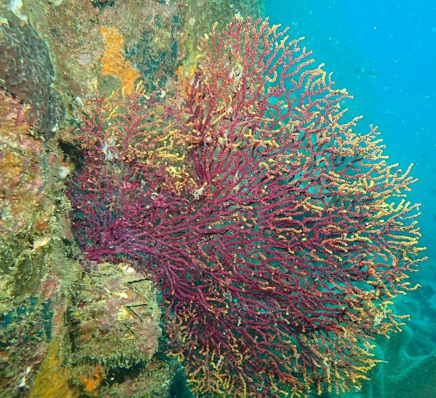 islands near singapore Pulau Lang Tengah corals