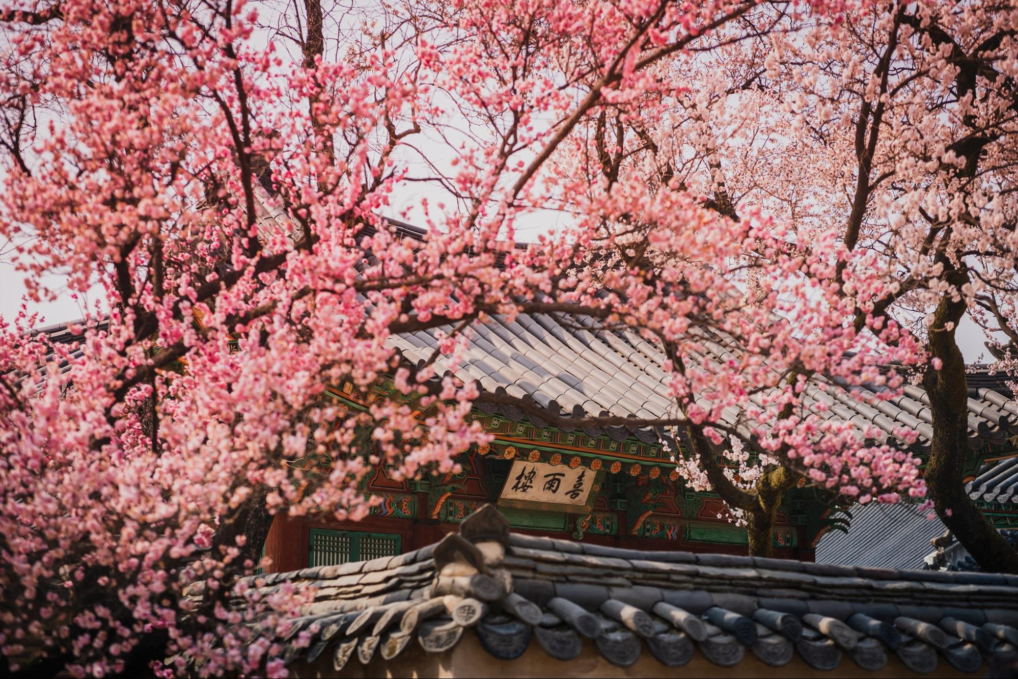 south korea cherry blossoms - changdeokgung