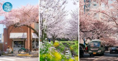 south korea cherry blossoms - cover
