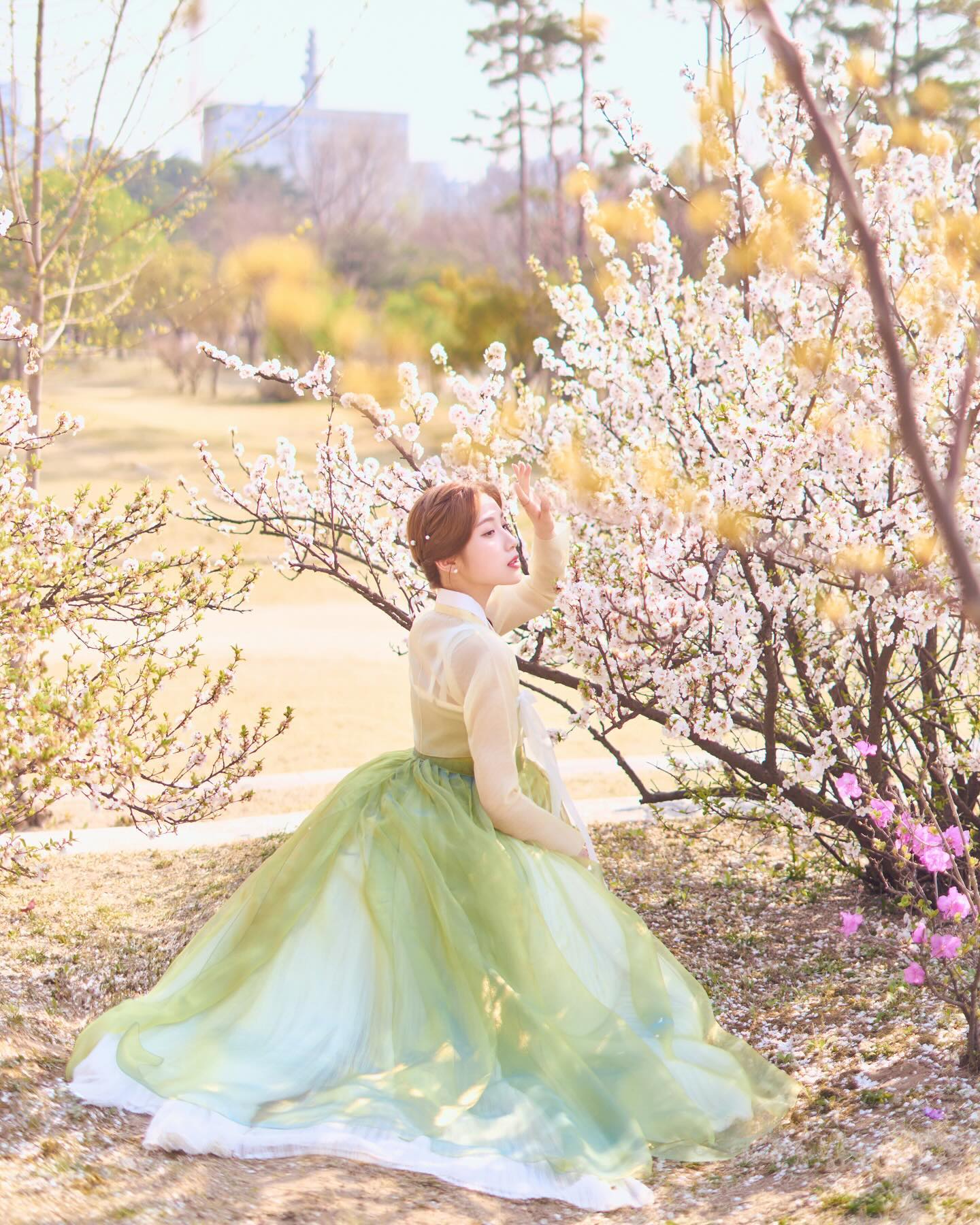 south korea cherry blossoms - gyeongbokgung