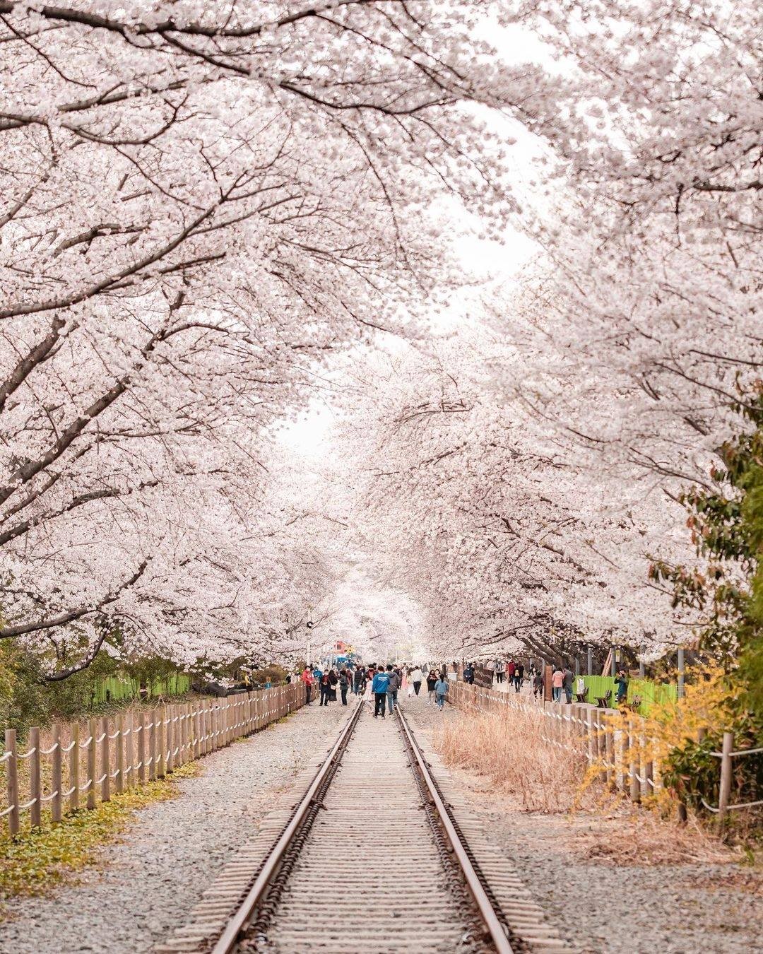south korea cherry blossoms - gyeonghwa station