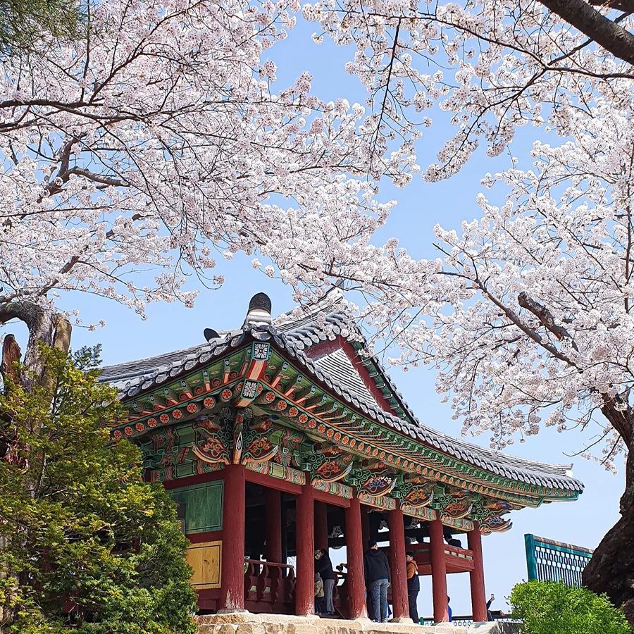 south korea cherry blossoms - gyeongpodae pavilion