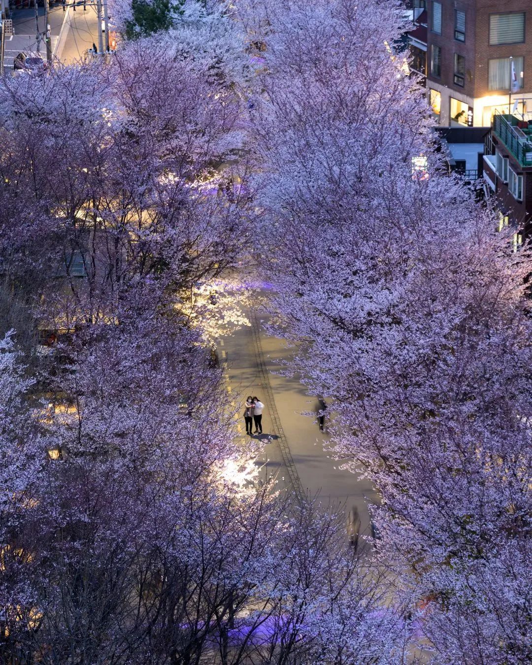 south korea cherry blossoms - gyeongui line forest park